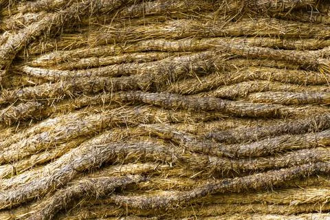 Texture. Dry straw in the form of round bundles is laid in rows Stock Photos