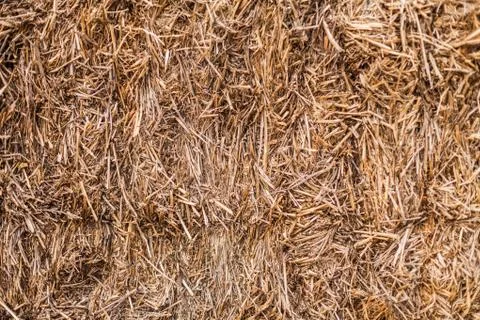 Texture of dry straw Stock Photos