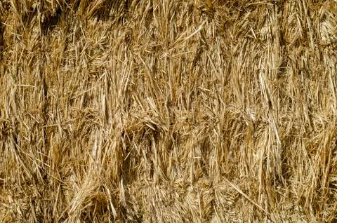 Texture of dry straw in rectangular bales. 스톡 사진