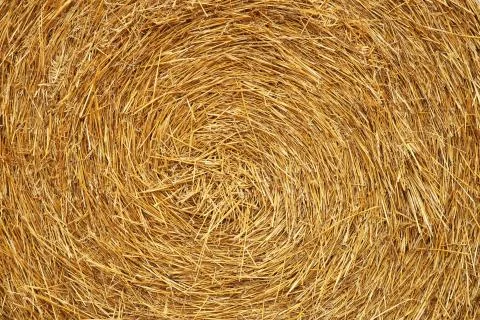 Texture of dry straw twisted into rolls. Yellow background of dry stalks of w Foto stock