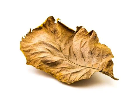 Texture of Dry Teak Leaf Foto stock