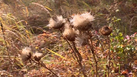The texture of dry thistle against the background of dry grass in autumn Video stock 221818464