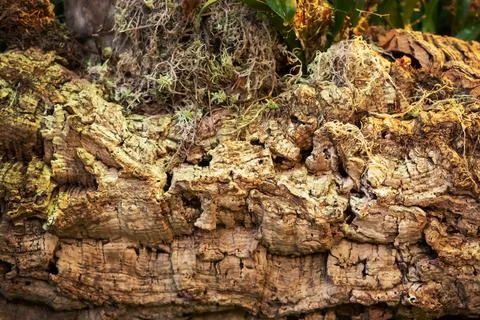 Texture of dry tree bark in a rainforest greenhouse. Fotos Stock