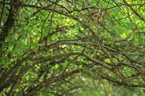 Texture. Dry tree branches and foliage 库存照片