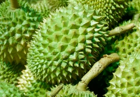 Texture of durian rind background Stock Photos
