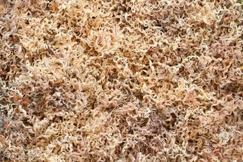 Texture of dust from pencil sharpener Stock Photos