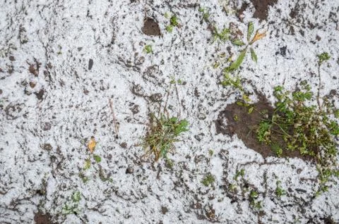 Texture of the earth with a sprouting grass covered with a thin layer of snow Stock Photos