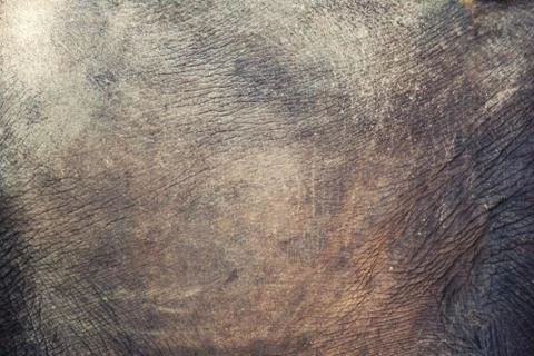 Texture of elephant skin Stock Photos