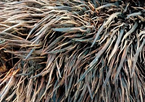 Texture Of Empty Oil Palm Fruit Bunches Foto stock