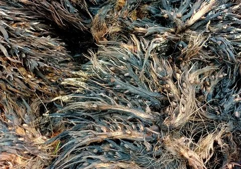 Texture Of Empty Oil Palm Fruit Bunches 写真素材