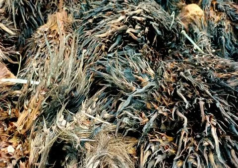 Texture Of Empty Palm Frond Pile Photos