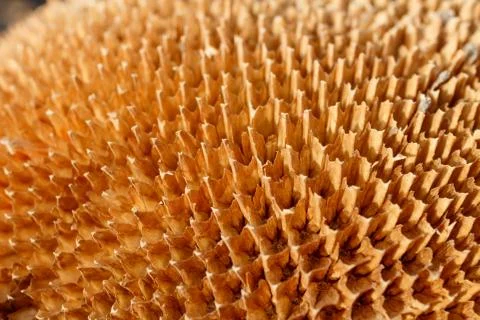 Texture of empty sunflower disk close up Stock Photos