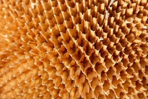 Texture of empty sunflower disk close up Foto stock