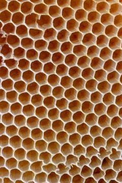 The texture of empty wax honeycombs built by bees, without human involvement Stock Photos