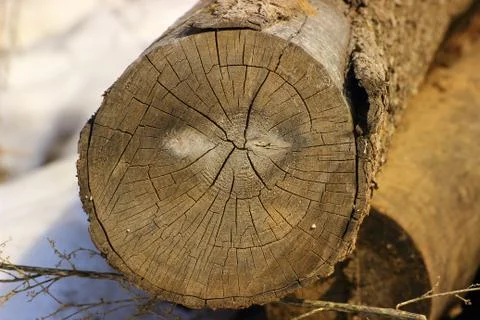 The texture of the end surface of the old logs Stock Photos