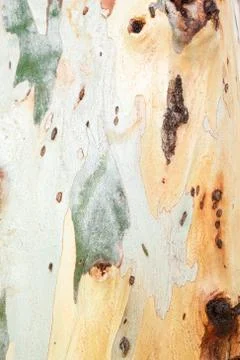 Texture of Eucalyptus bark tree. Stock Photos