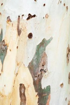 Texture of Eucalyptus bark tree. Stock Photos