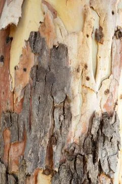 Texture of Eucalyptus bark tree. Stock Photos