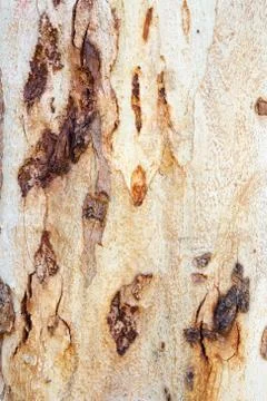 Texture of Eucalyptus bark tree. Stock Photos