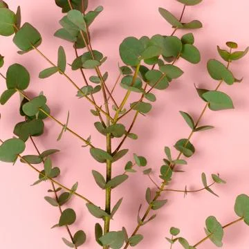 Texture of eucalyptus on a pink background. Stock Photos