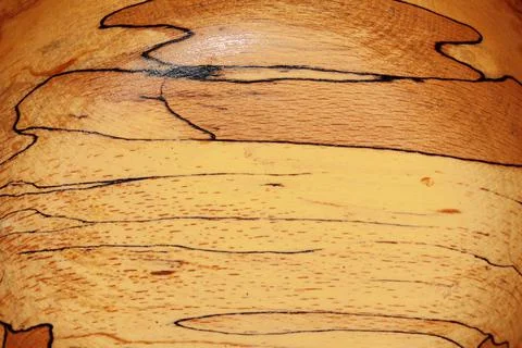 Texture eucalyptus tree covered with varnish Stock Photos