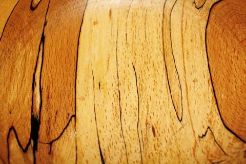 Texture eucalyptus tree covered with varnish Stock Photos