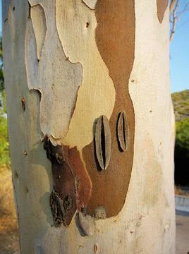 Texture eucalyptus tree wood close-up Stock Photos
