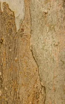 Texture of eucalyptus wood surface. Stock Photos