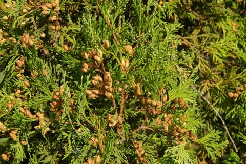 Texture of evergreen juniper branches Fotos Stock