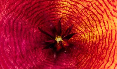 Texture extreme close up macro centre of Stapelia flower plant Stock Photos
