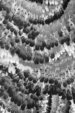 Texture Fabric pattern of the feathers Stock Photos