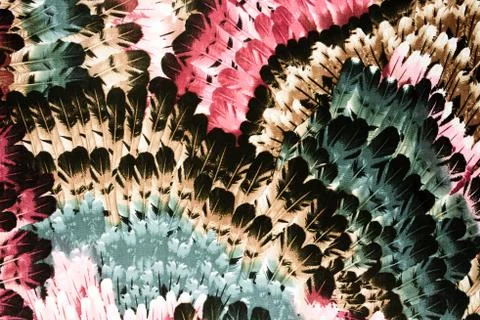 Texture Fabric pattern of the feathers Stock Photos