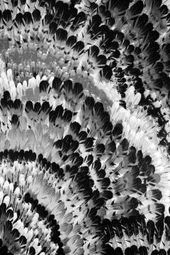 Texture Fabric pattern of the feathers Stock Photos
