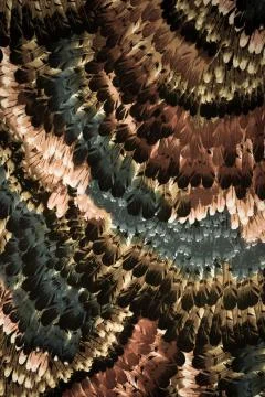 Texture Fabric pattern of the feathers Stock Photos