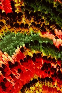 Texture Fabric pattern of the feathers Stock Photos