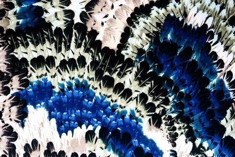 Texture Fabric pattern of the feathers Stock Photos