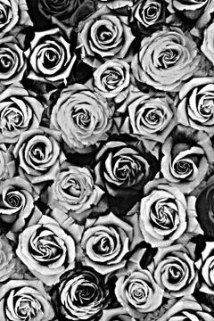 Texture fabric of rose for background Stock Photos