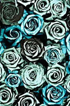 Texture fabric of rose for background Stock Photos
