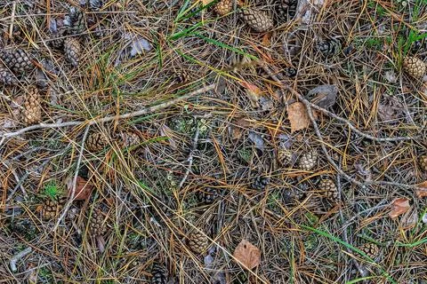 Texture of fallen cones and moss Stock Photos