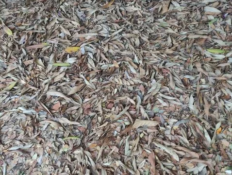 The texture of fallen dry leaves is suitable for illustration Stock Photos