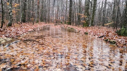 Texture fallen leaves in a forest puddle Stock Footage 225548031