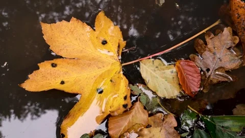 Texture fallen leaves in a forest puddle Stock Footage 286056854