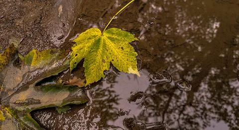 Texture fallen leaves in a forest puddle Stock Photos