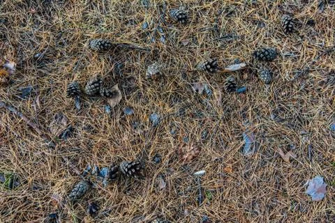 Texture with fallen pine cones and needles. Coniferous forest. Stock-Fotos