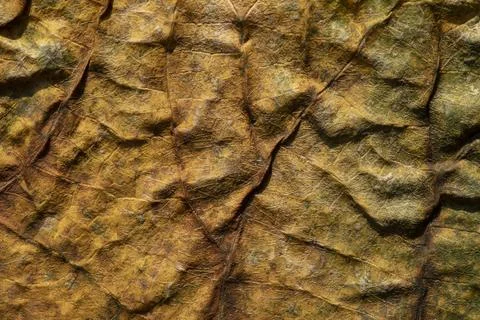 Texture of fallen plant leaf Stock Photos