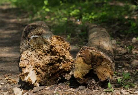 Texture of a fallen rotten tree on a forest road Stock Photos