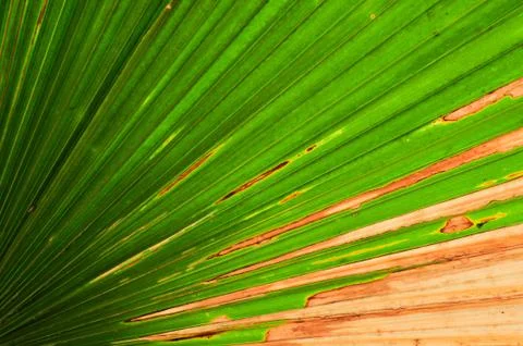 Texture on fan palm Stock Photos