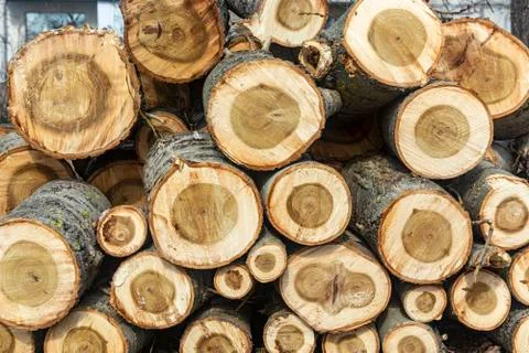 Texture of felled trees. texture of the tree ring close up Stock Photos