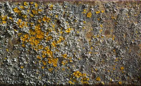 Texture of ferruginous threw covered moss Stock Photos