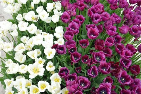 Texture of a field of multi-colored bloomed tulips 库存照片